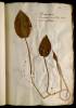  Fol. 28 

Plantago aquatica. Damasonium sive Alisma verum. Diosc. quibusdam.